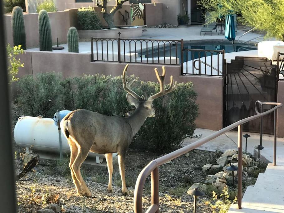 Tucson Mnt Foothills Saguaro Bliss Villa Екстериор снимка