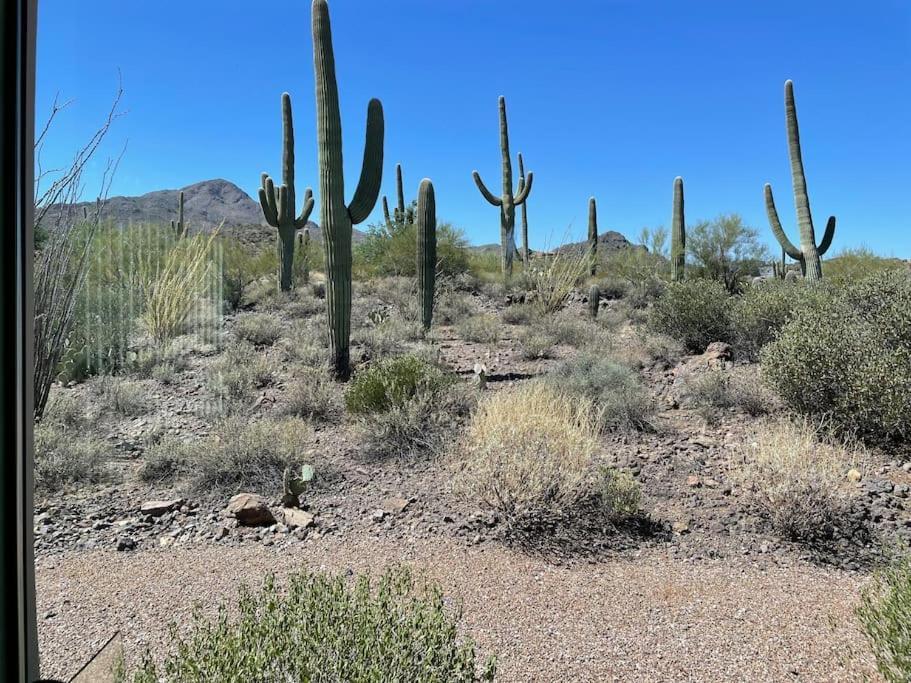 Tucson Mnt Foothills Saguaro Bliss Villa Екстериор снимка