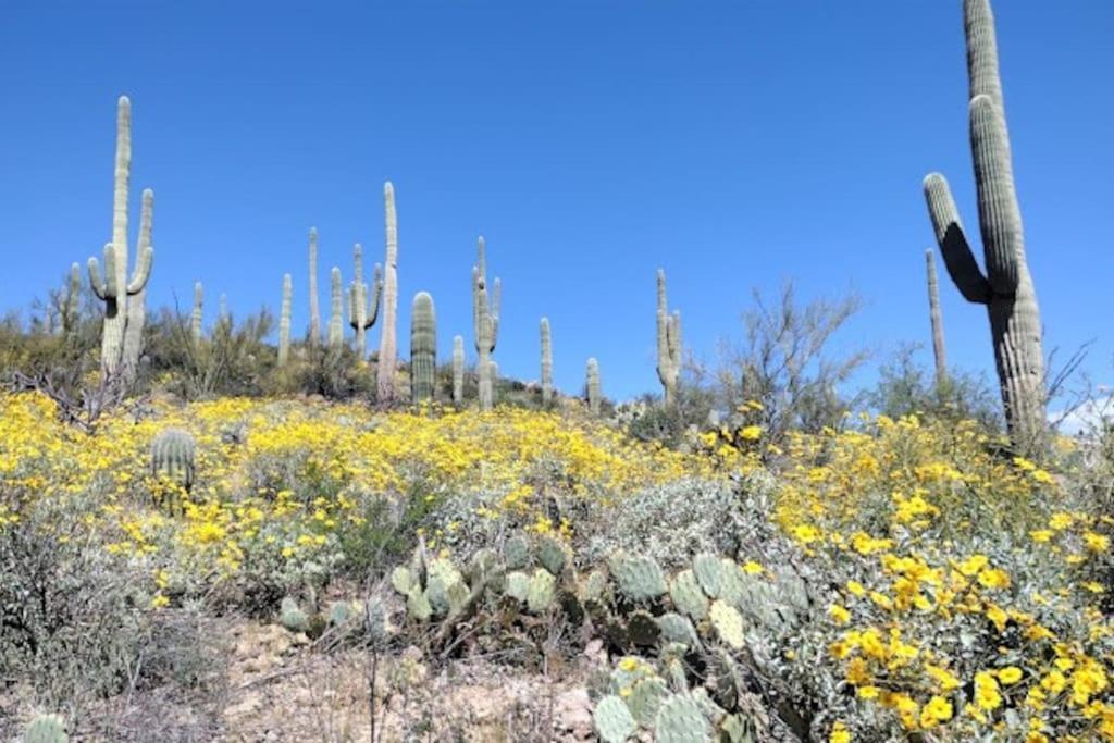 Tucson Mnt Foothills Saguaro Bliss Villa Екстериор снимка